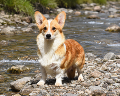 Étalon Welsh Corgi Pembroke - Viviane De La Folle Emprise