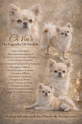 Étalon Chihuahua - CH. Vin's Des Légendes De Sardelis
