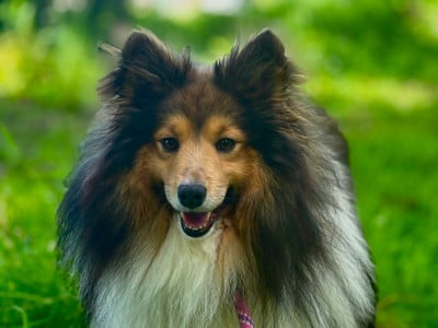 Étalon Shetland Sheepdog - Scottish-Laird des sources de richenie