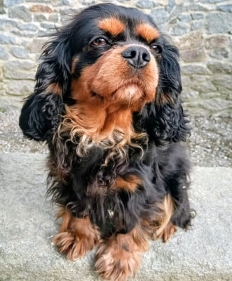 Étalon Cavalier King Charles Spaniel - Upette du domaine des quatre pattes