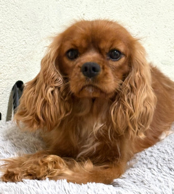 Étalon Cavalier King Charles Spaniel - Vanda Du Rougaillou