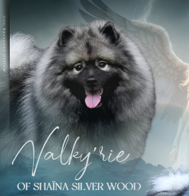 Étalon Spitz allemand - Valky'rie Of Shaïna Silver Wood