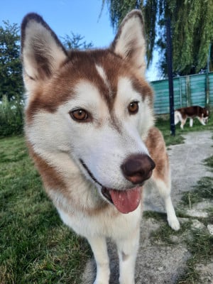 Étalon Siberian Husky - Uska Des Petits Loups Polaires