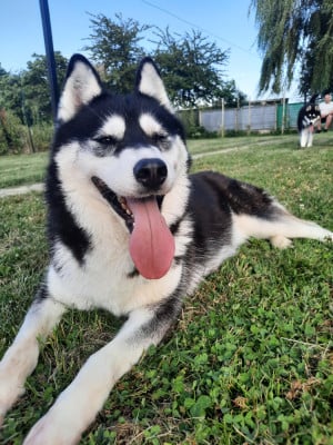 Étalon Siberian Husky - Arkouna Dream's Unity chear