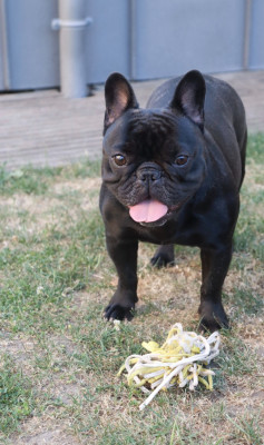 Étalon Bouledogue français - Ubeline dit udie Des Jardins De Lumel