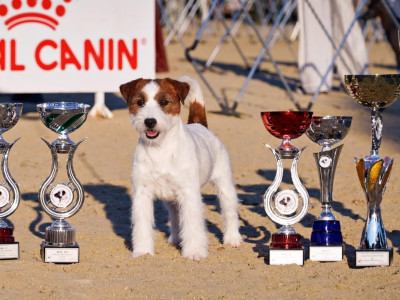 Étalon Jack Russell Terrier - CH. totgree's Full of mind