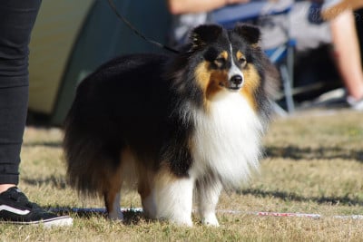 Étalon Shetland Sheepdog - Unyx du Royaume d'Angélique