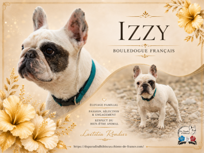 Étalon Bouledogue français - CH. V Izzy (Sans Affixe)