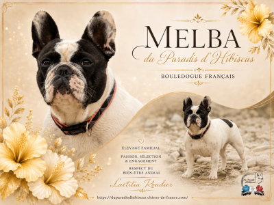 Étalon Bouledogue français - Melba Du Paradis D'Hibiscus