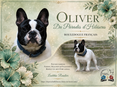 Étalon Bouledogue français - Oliver Du Paradis D'Hibiscus