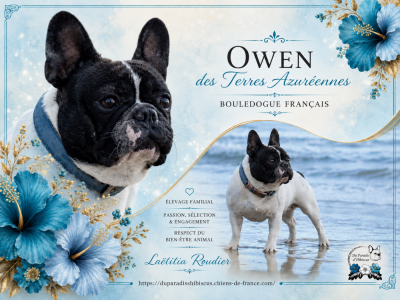 Étalon Bouledogue français - Owen Des Terres Azuréennes