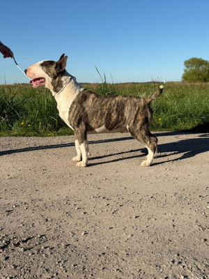 Étalon Bull Terrier - Head Full Very good looking