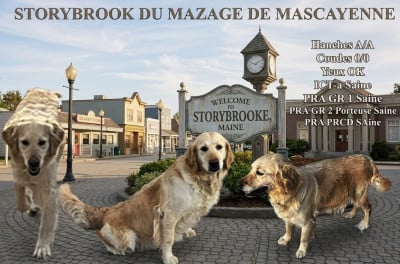 Étalon Golden Retriever - Storybobrook dite brook Du mazage de mascayenne