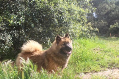 Étalon Eurasier - Vanyna Du Mont Victoire