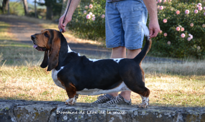 Étalon Basset Hound - Victory forever du Domaine De Léon De La Seille