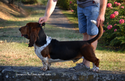 Étalon Basset Hound - CH. Vas y molo du Domaine De Léon De La Seille