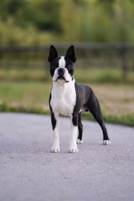 Étalon Boston Terrier - CH. tibet-gyöngye Prince Indigó
