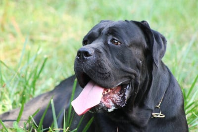 Étalon Cane Corso - Vauban de Genevayse