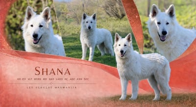 Étalon Berger Blanc Suisse - Shana (Sans Affixe)