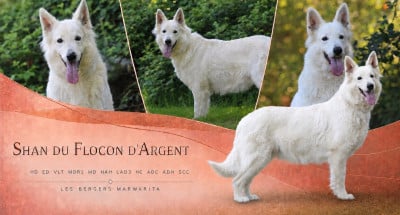 Étalon Berger Blanc Suisse - Shan « Shun » Du Flocon D'argent