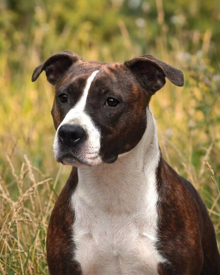Étalon American Staffordshire Terrier - Lechis Vibes of sindelar