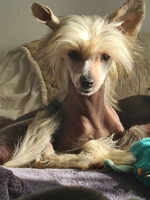 Étalon Chien chinois à crête - Little Dog Of Dream Vanika