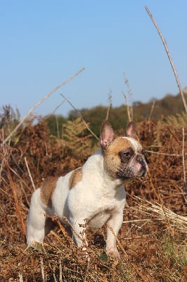 Étalon Bouledogue français - Foreverose Of Narco Tia mo