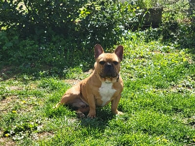 Étalon Bouledogue français - Toby du bois nathy