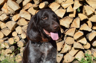 Étalon Petit Epagneul de Münster - CH. S'kiss du cercle de saint hubert