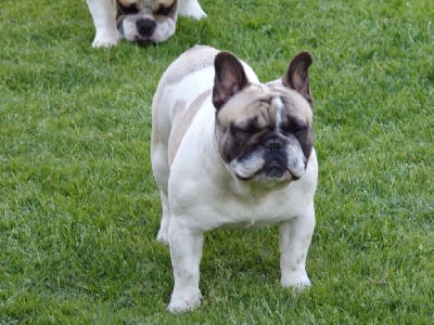 Étalon Bouledogue français - Tuga Of The Tawny Pearls