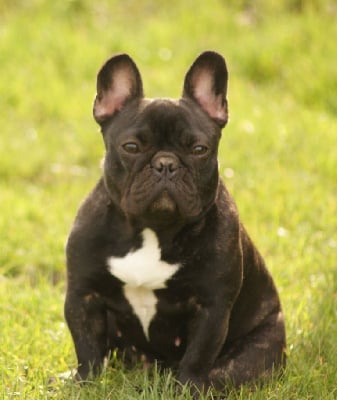 Étalon Bouledogue français - Tracy Du Domaine De La Fosse