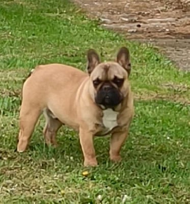 Étalon Bouledogue français - Voltaire Stocky Family