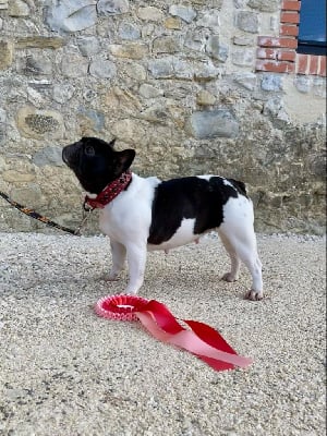 Étalon Bouledogue français - Smarties Bcbg Belle Carrure Belle Gueule