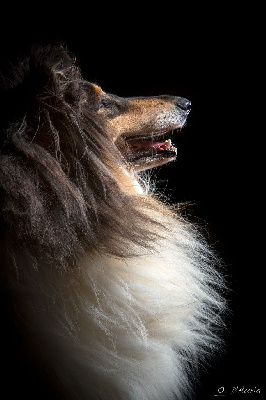 Étalon Colley à poil long - Loana love du bois des amazones