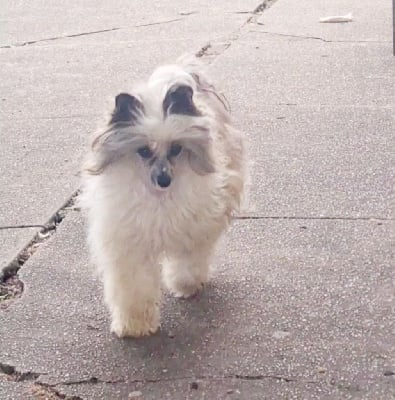 Étalon Chien chinois à crête - CH. Moon Harbour Tit shine plum