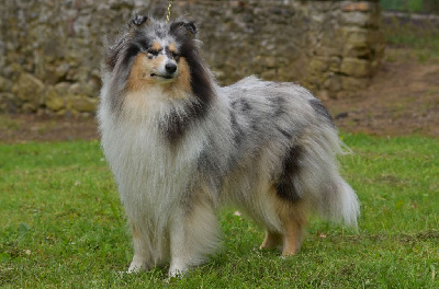 Étalon Colley à poil long - Sybelle Des Princes D'Ecosse