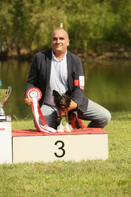 Étalon Chien chinois à crête - Moon Harbour Unity