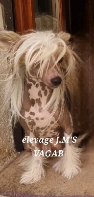 Étalon Chien chinois à crête - Ursula J M's Vagab