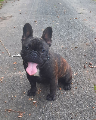Étalon Bouledogue français - Venitia tokaï des Terres de Groie