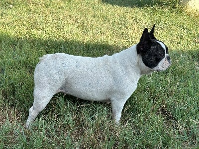 Étalon Bouledogue français - Sierra de L'Esprit d'Oréline