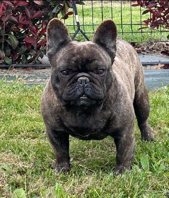 Étalon Bouledogue français - Tobiwan Of Bully's Leine