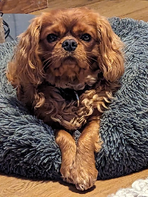 Étalon Cavalier King Charles Spaniel - Des Sentiers du Perche Raoul