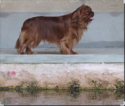 Étalon Cavalier King Charles Spaniel - The honey de Castelburry