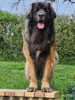 Étalon Leonberger - CH. Qui gon jinn sedmidomky