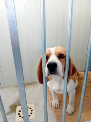 Étalon Beagle - Mon chien thor des coteaux de saint mamert