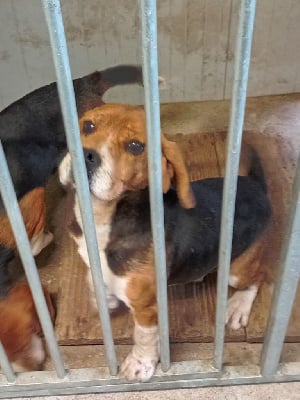 Étalon Beagle - Du Crack Des Bois Nomade
