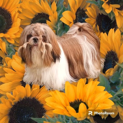 Étalon Shih Tzu - everlasting blossom Zaki