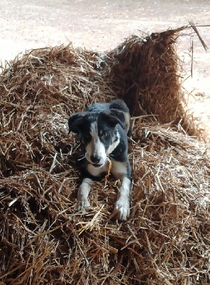 Étalon Border Collie - Vince Ar Kerangwenn
