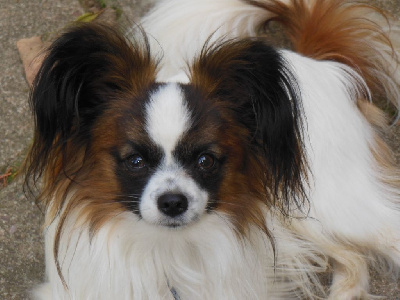Étalon Epagneul nain Continental (Papillon) - Toucoumane toucoumane tullia des lutins du clos de des lutins du clos des buddléias