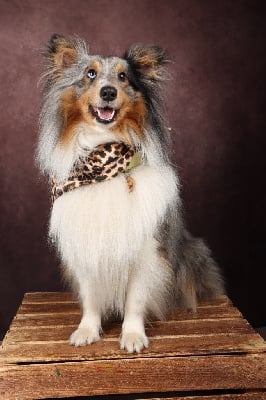 Étalon Shetland Sheepdog - Ramses alias uno